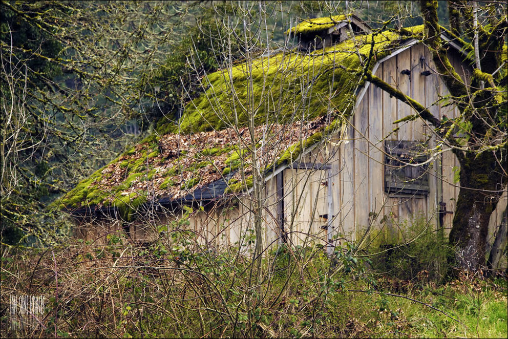 Пугающий лес