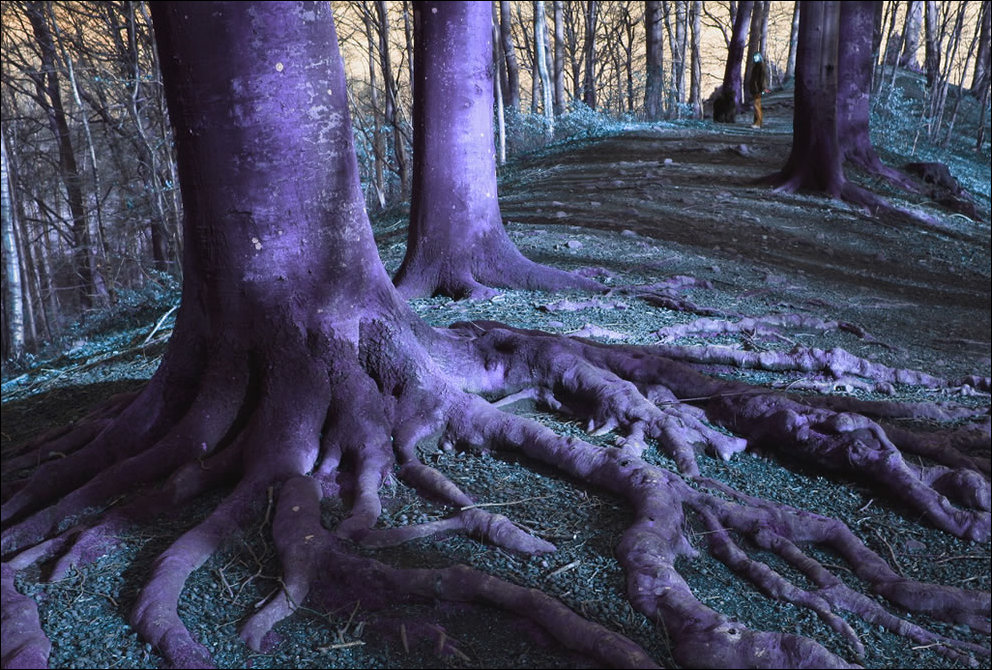 Пугающий лес