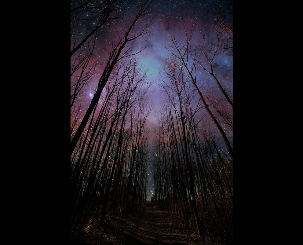 Пугающий лес