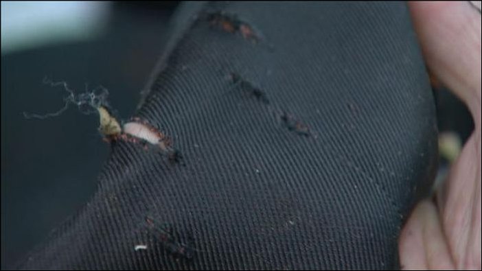 Медведи съели Хонду