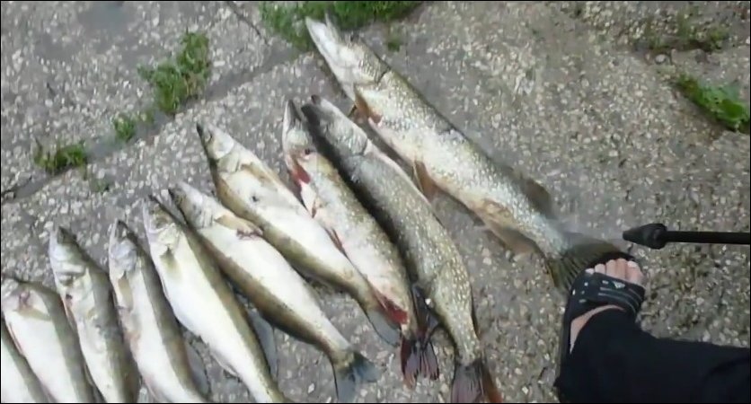 Нетрадиционный способ почистить рыбу при помощи керхера