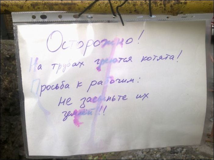 Котята на трубах