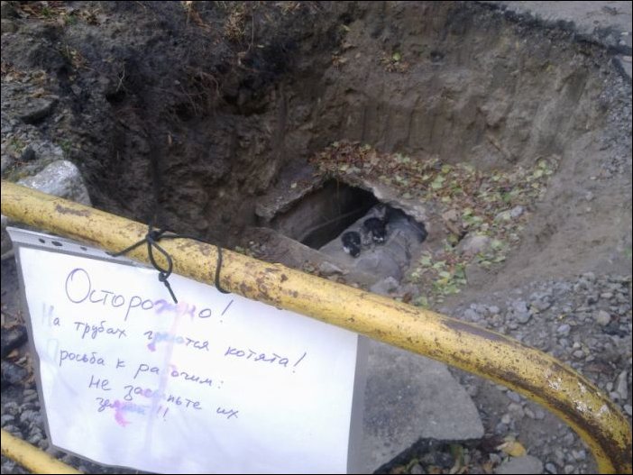 Котята на трубах