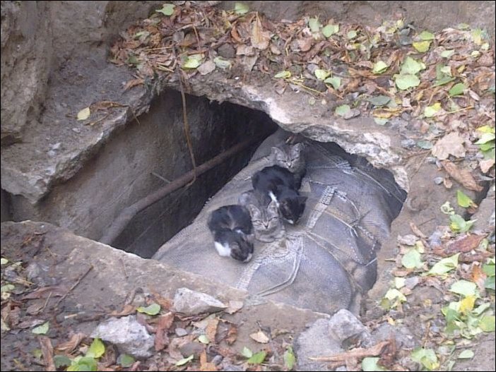 Котята на трубах