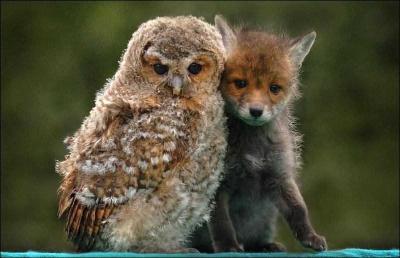 Животные друзья