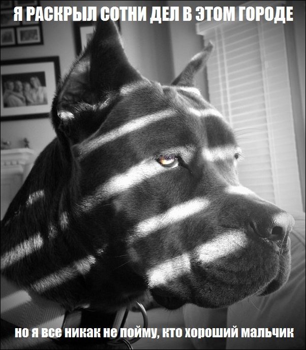 Комиксы и карикатуры