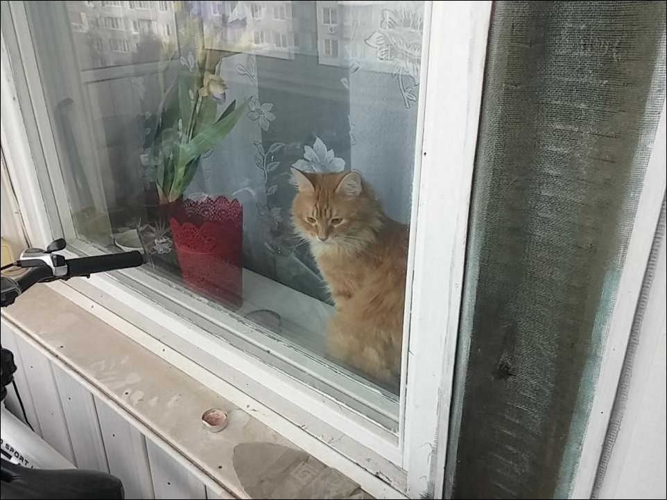 Кот закрыл на балконе