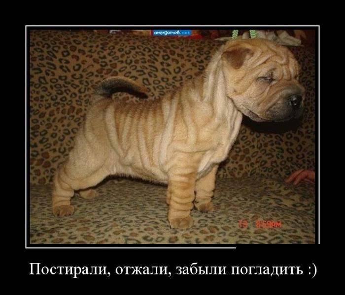 Демотиватор