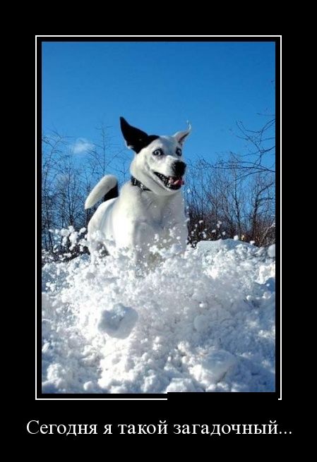 Демотиватор