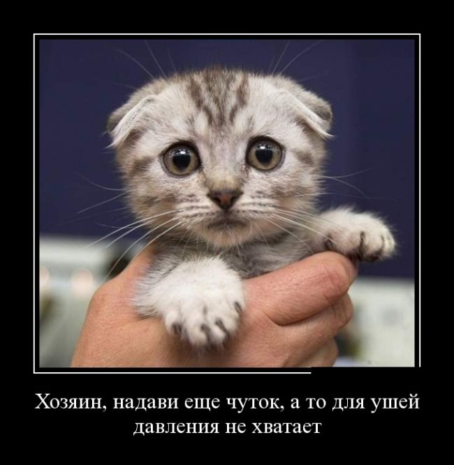 Демотиватор