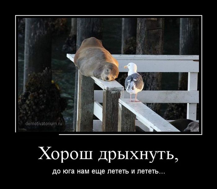 Демотиватор