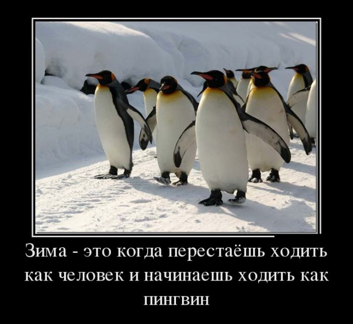 Демотиватор