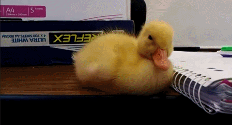 Прикольные гифки