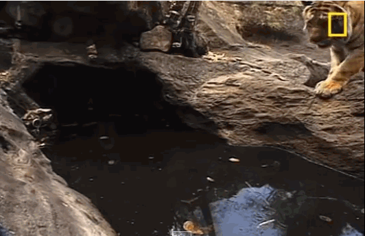 Прикольные гифки