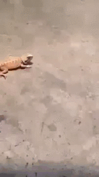 Прикольные гифки