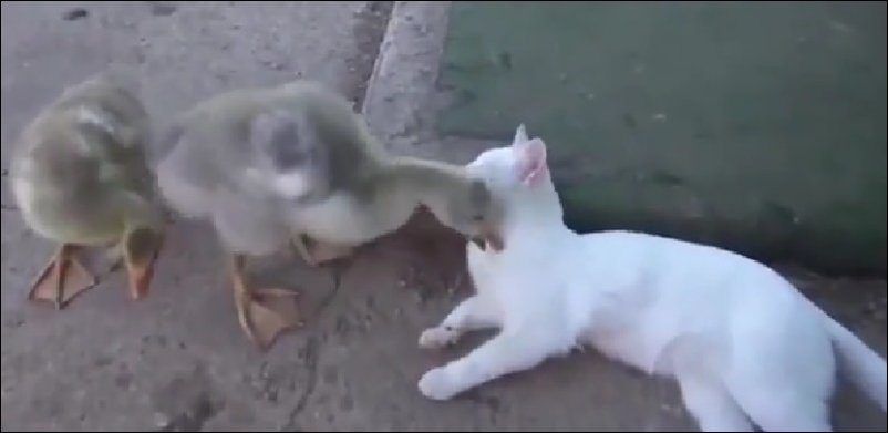 Кот и надоедливый гусь