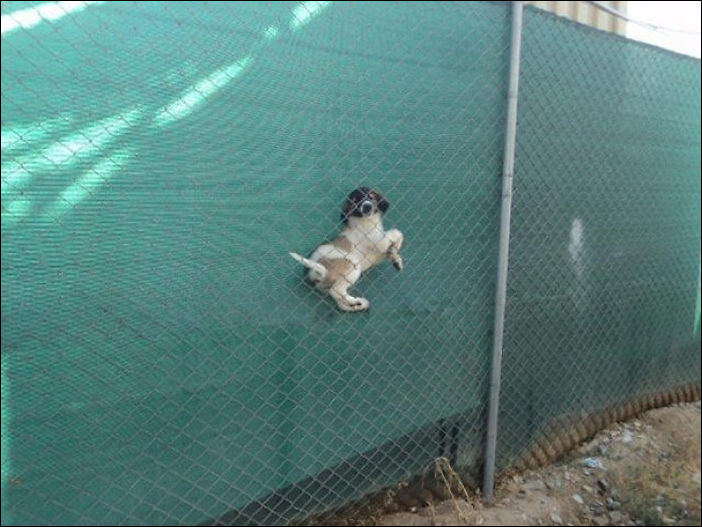 Собачьи проблемы