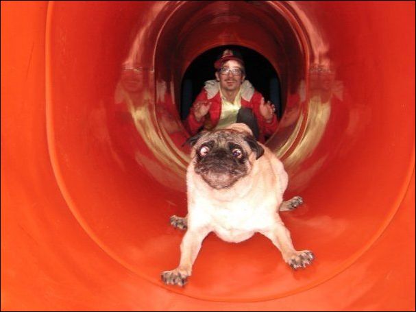 Собачьи проблемы