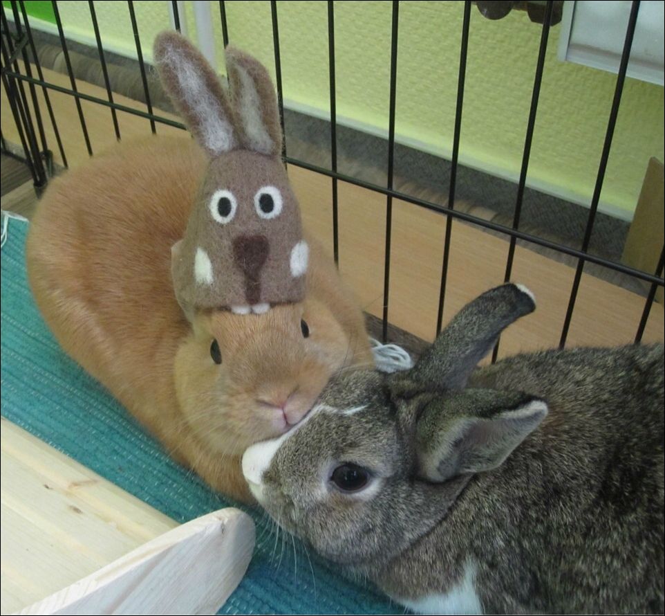 фото приколы