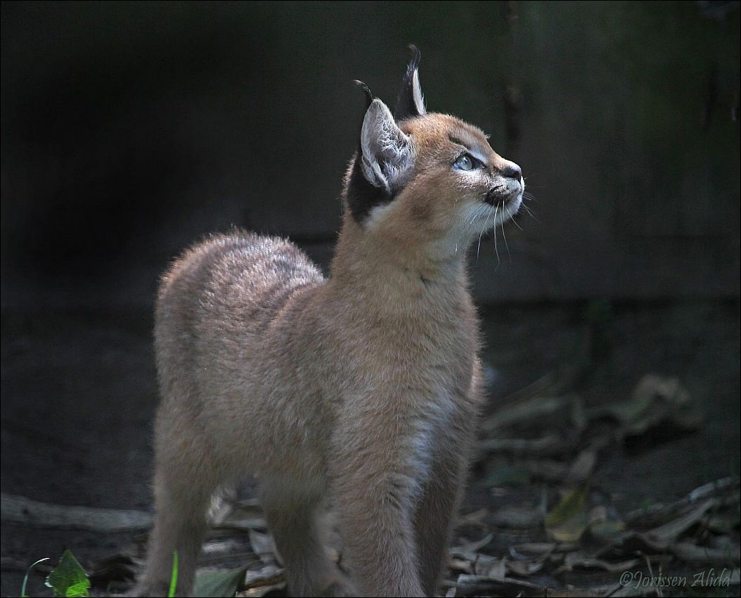 Фото-приколы