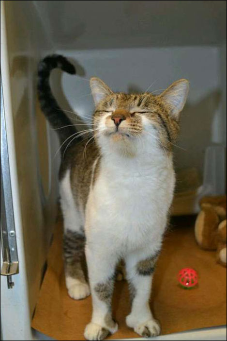 Фото-приколы