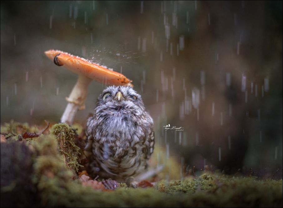 Фото-приколы