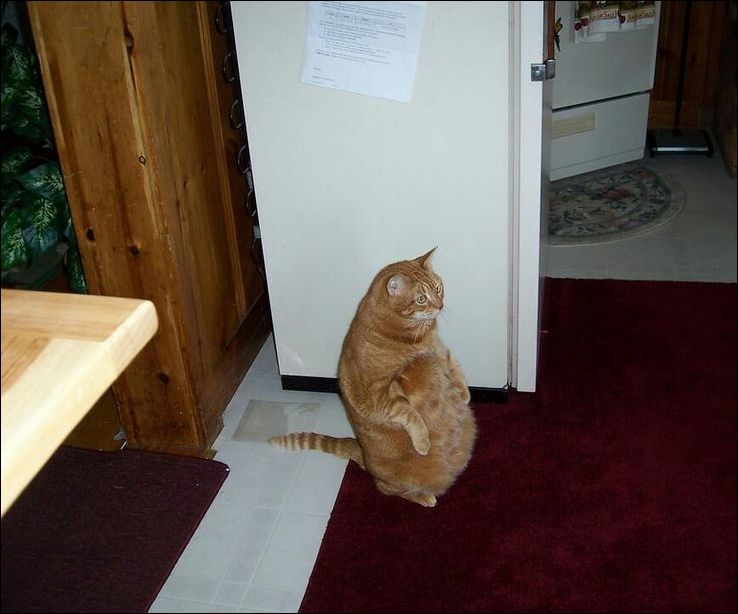 Фото-приколы