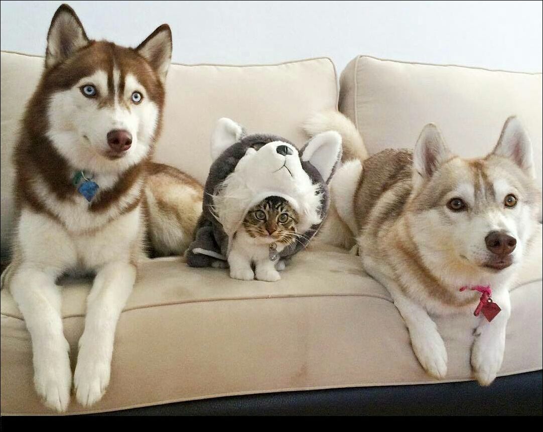 Фото-приколы