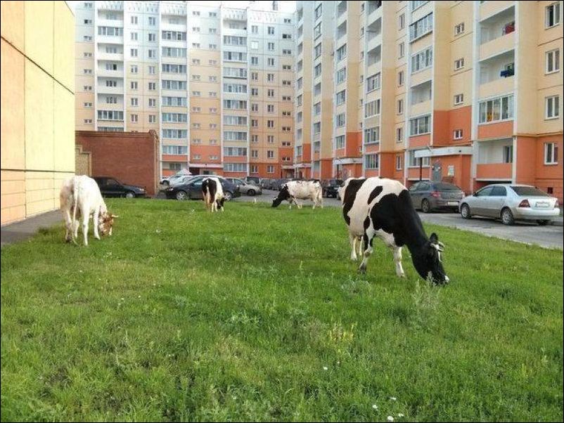 Фото-приколы