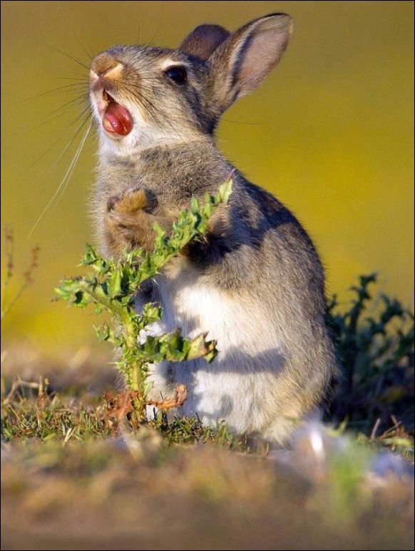 Смешная реакция кролика, который съел чертополох (4 фото)