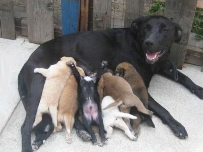 Собаки и их щенки
