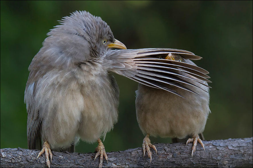 смешные животные