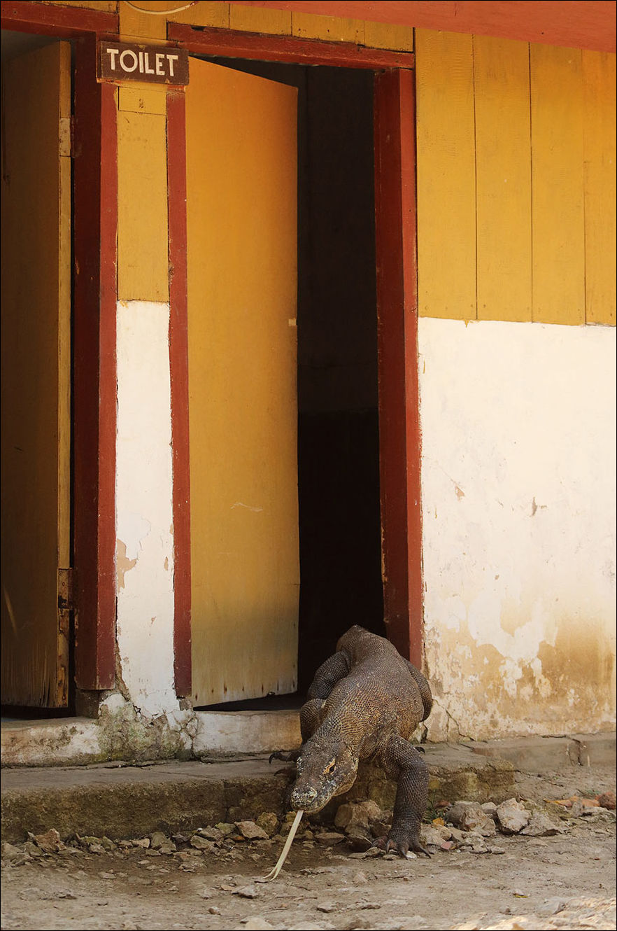 смешные животные