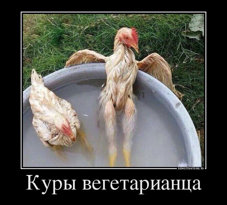 демотиватор