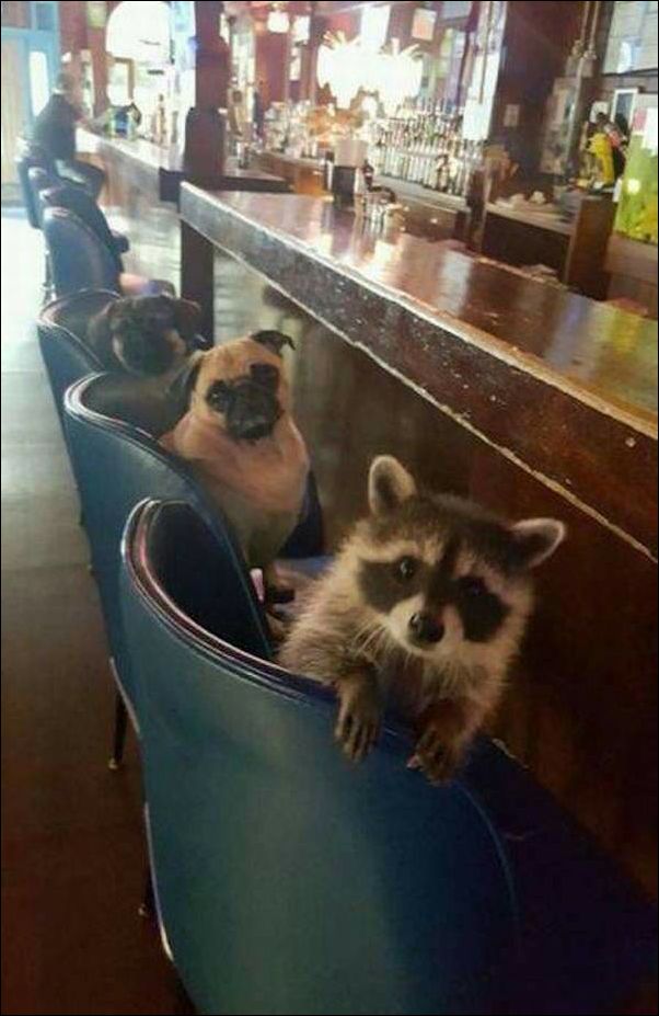 фотоприколы