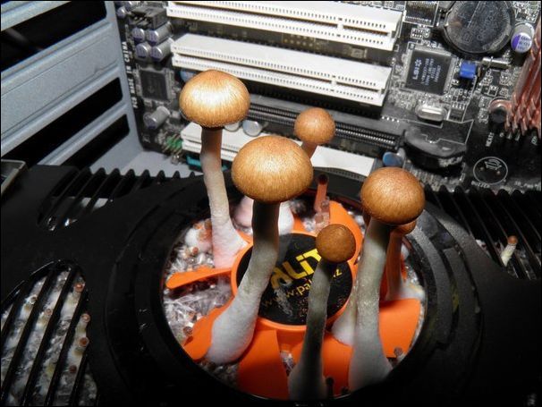 фотоприколы