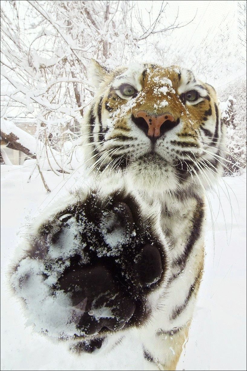 фотоприколы