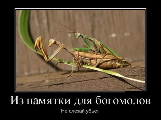 демотиватор