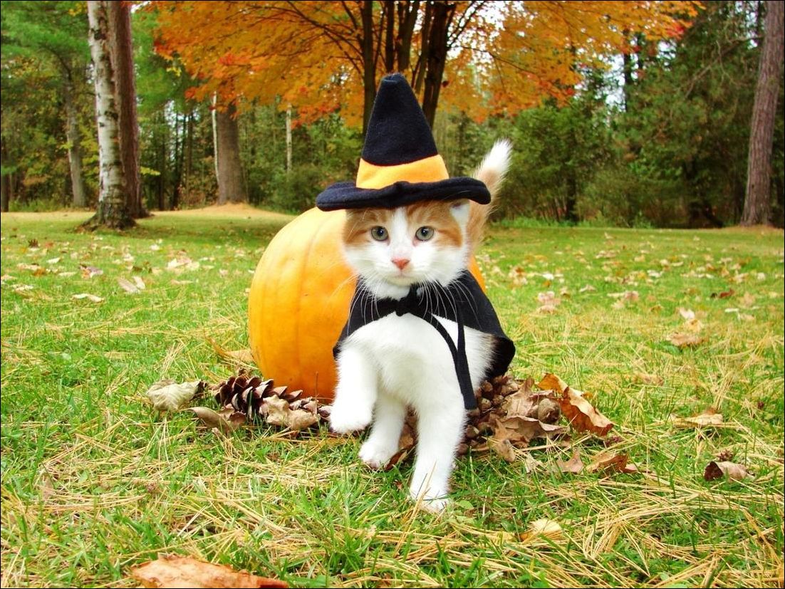 фото приколы