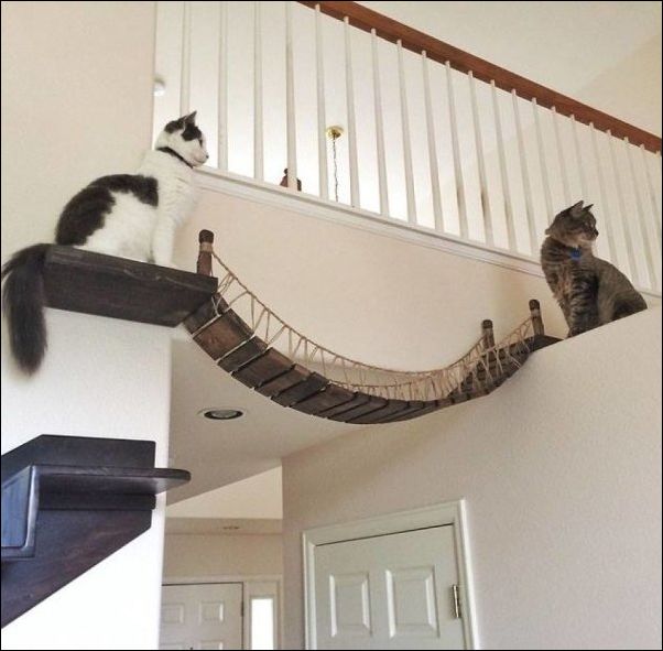 фото приколы