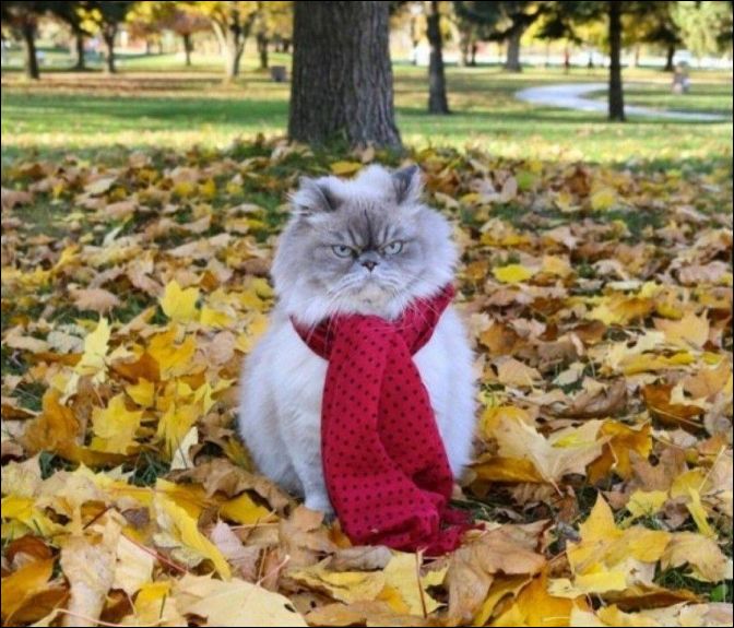 фото приколы