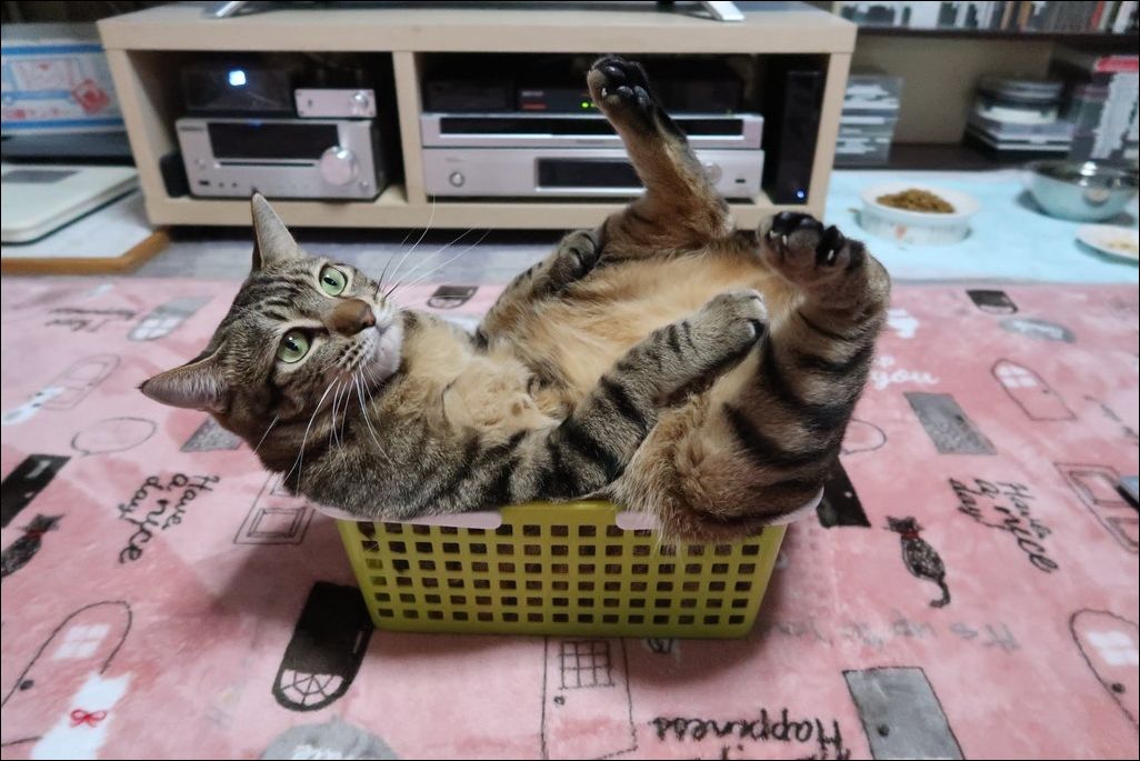 фото приколы