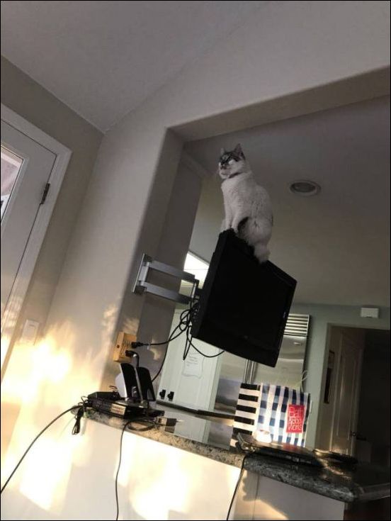 фото приколы