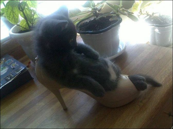 фото приколы