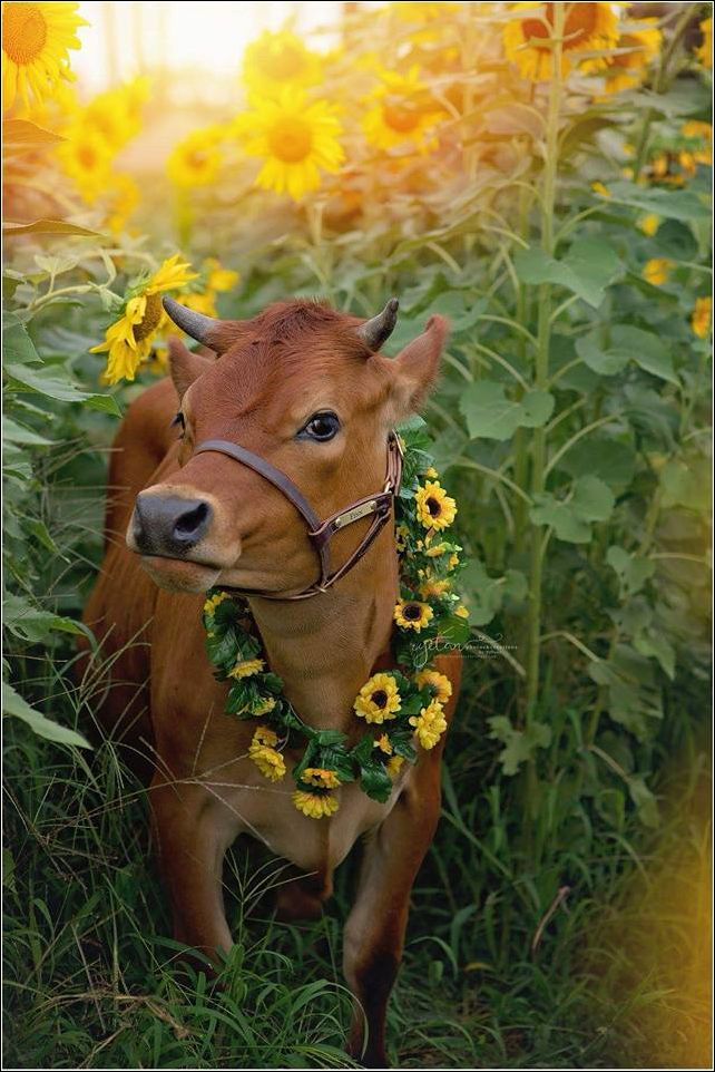 фото приколы