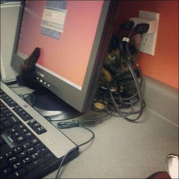 фото приколы