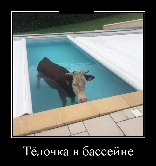 демотиватор