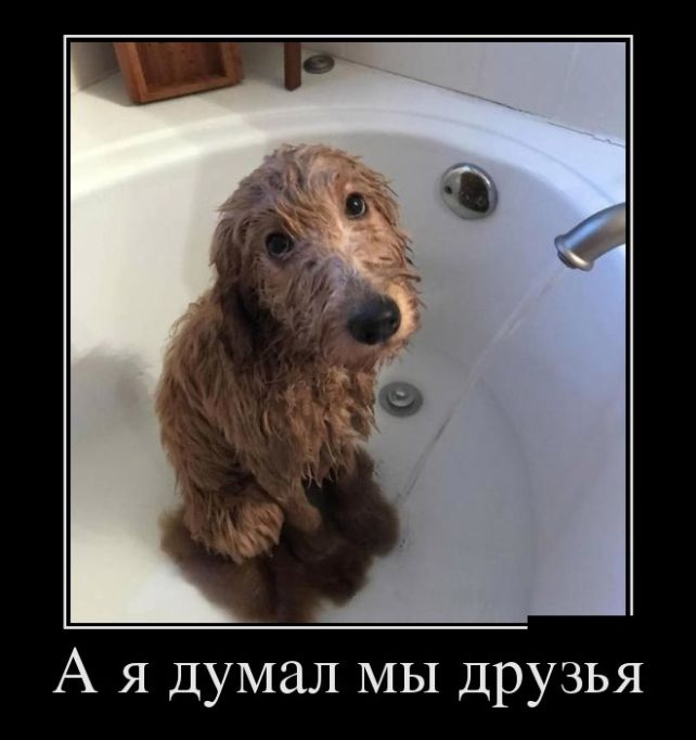 демотиватор