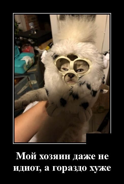 демотиватор