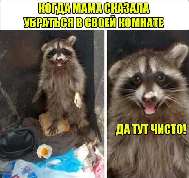 смешные картинки смешные картинки